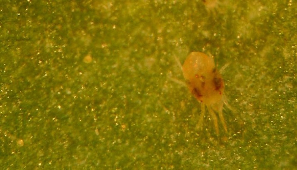 A solitary spider mite on a leaf